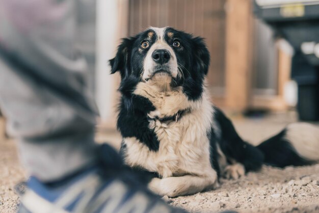 Foto primer plano del perro