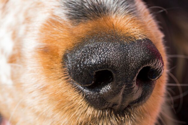 Foto primer plano de un perro