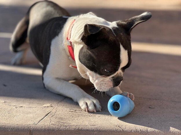 Foto primer plano del perro