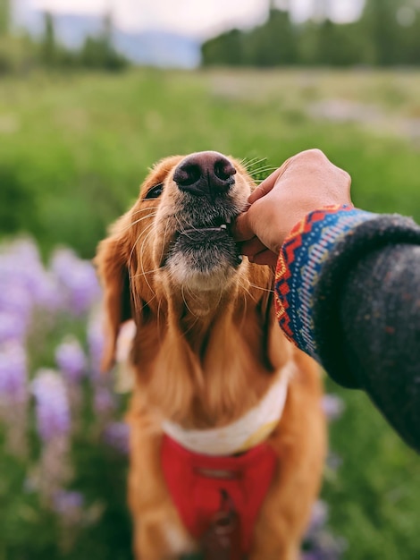 Foto primer plano del perro