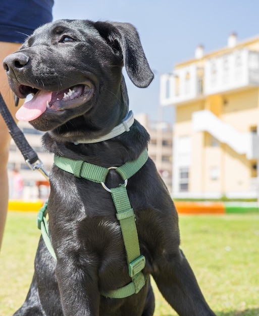 Primer plano, de, perro