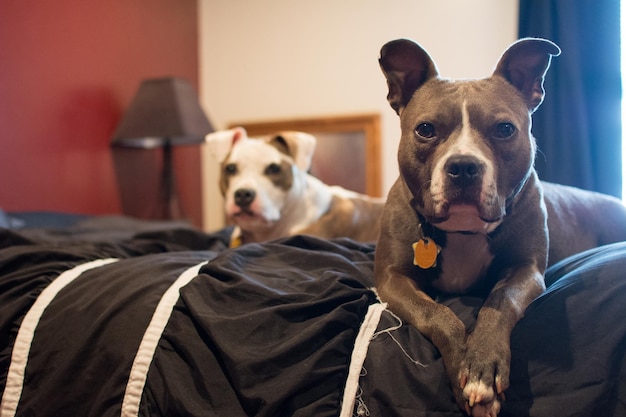 Primer plano de perros en la cama