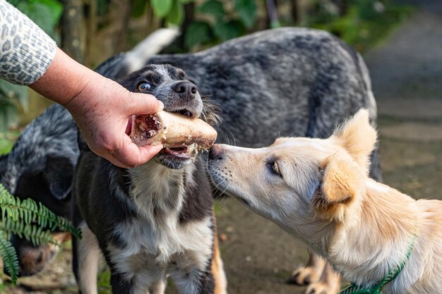 Foto primer plano de perros compitiendo por un hueso