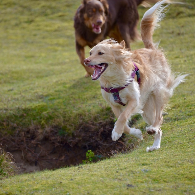 Primer plano de perros corriendo