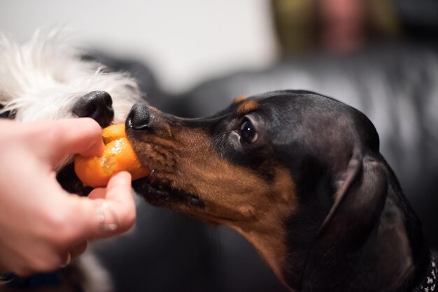 Primer plano de perros que se alimentan a mano