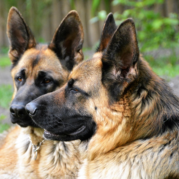 Foto primer plano de los perros