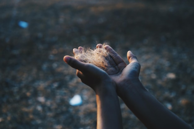 Foto primer plano de una persona con flores en la mano