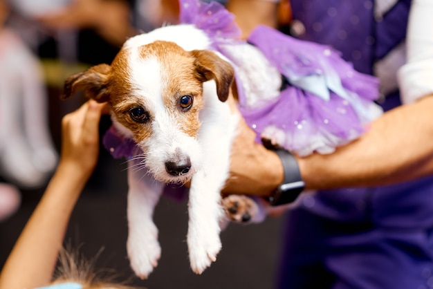 Foto un primer plano de una persona con un perro. foto de alta calidad