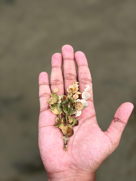 Foto primer plano de una persona sosteniendo una flor marchitada