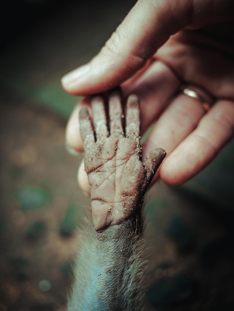 Foto primer plano de una persona sosteniendo la mano de un mono