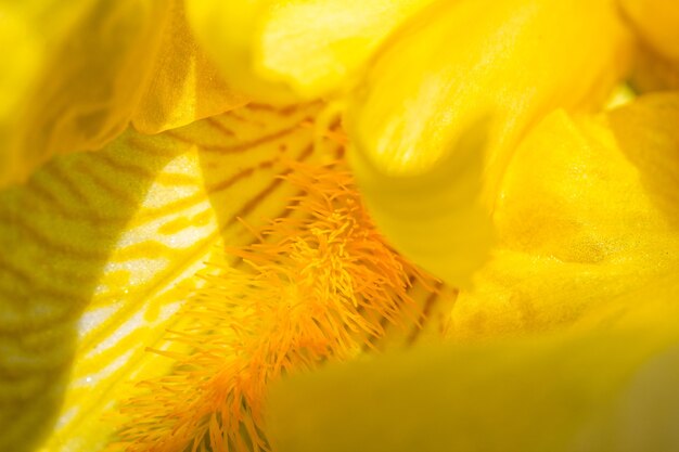 Primer plano de pétalos de flor de iris amarillo