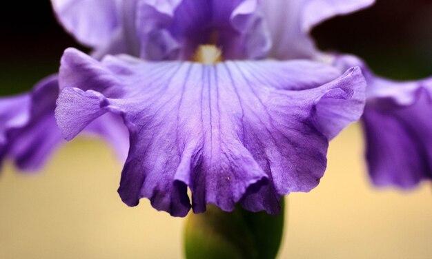 Foto un primer plano de los pétalos de la flor del iris