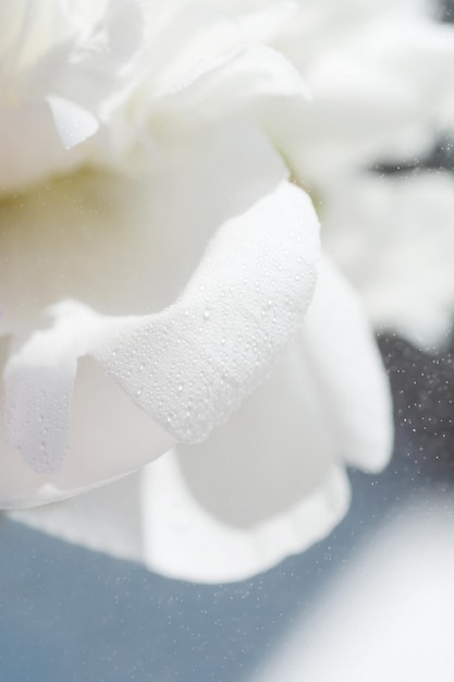 Foto primer plano de pétalos de flores blancas cremosas de inocencia de peonía y concepto de feminidad día de san valentín y fondo del día de la mujer