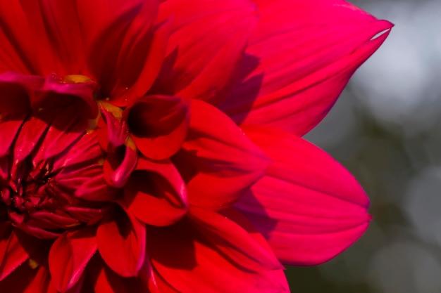 Primer plano de pétalos de flores rojas