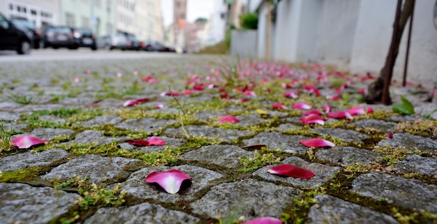 Foto primer plano de los pétalos de las flores rosadas