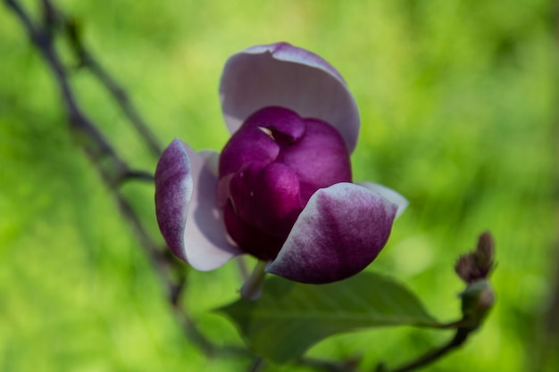 Primer plano de pétalos de magnolia rosa en las ramas. Flores de magnolia tulipán púrpura en un árbol. Fondo natural floral. Inicio de la primavera. Rusia, Sochi, Parque Cultural del Sur 25.03.2021