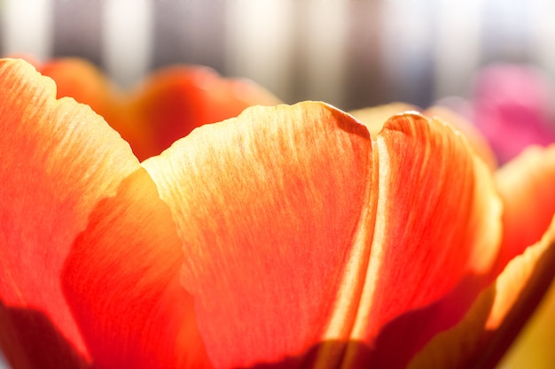 Primer plano pétalos de tulipán amarillo-rojo iluminado por el sol.