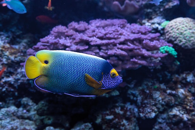 Primer plano de un pez ángel de cara azul nadando en el mar