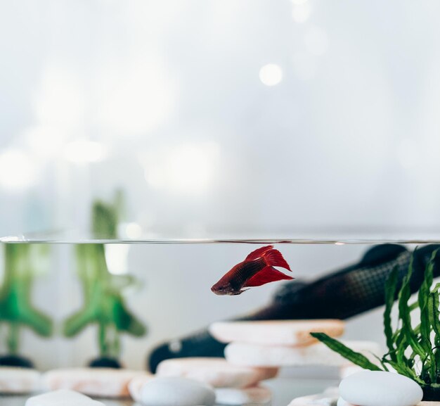 Foto primer plano de un pez betta rojo nadando en un tanque