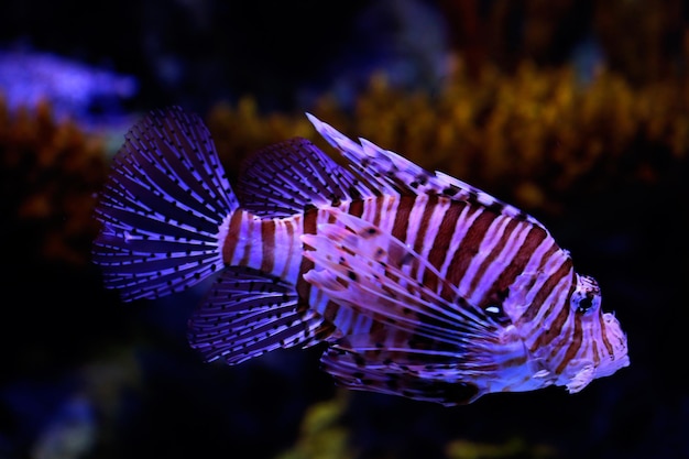 Primer plano de un pez león púrpura en un acuario