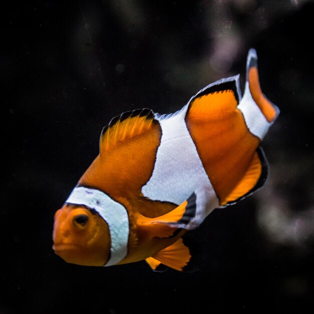 Foto primer plano de un pez payaso en el acuario