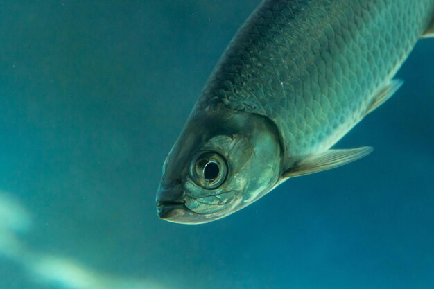 Un primer plano de un pez plateado bajo el agua