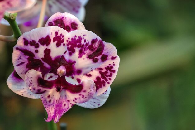 Primer plano de Phalaenopsis de orquídeas manchadas en flor sobre un fondo oscuro