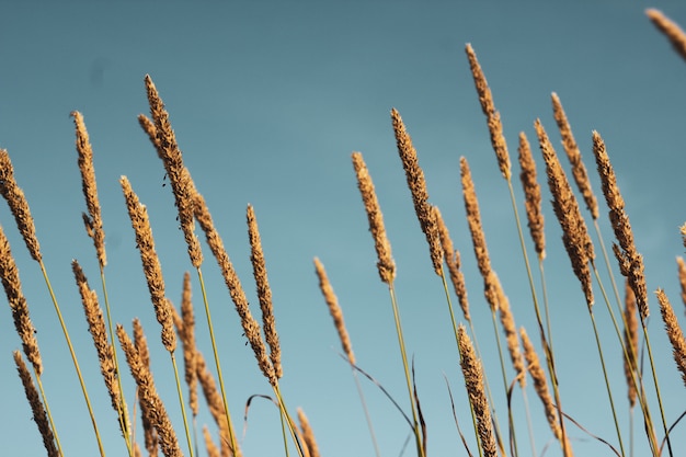 Primer plano de phragmites sobre fondo de cielo azul