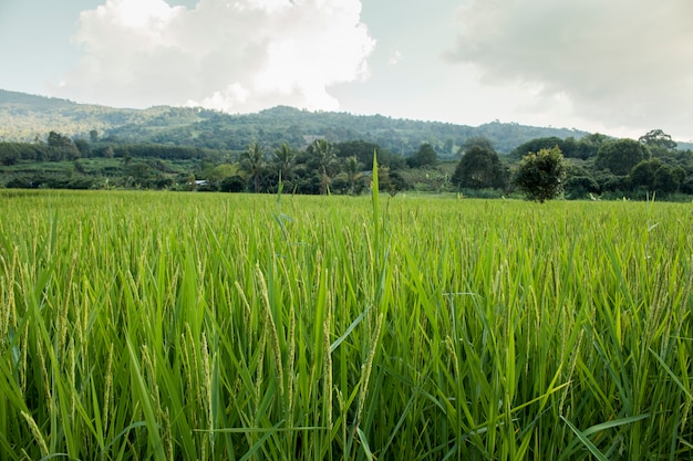 Primer plano de pico de arroz en el campo de arroz en el otoño