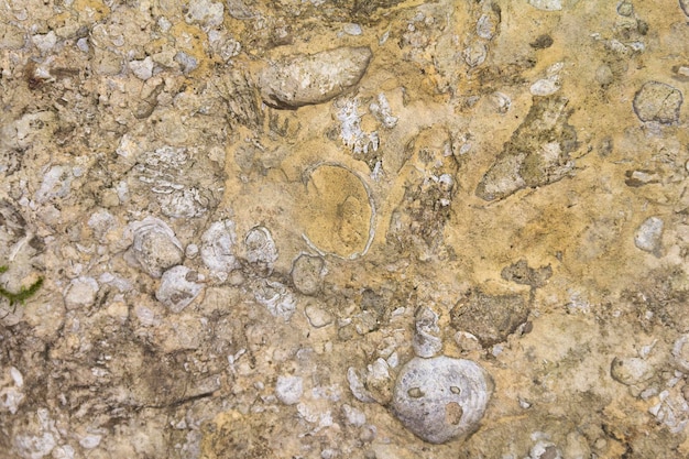 Primer plano de la piedra caliza con conchas