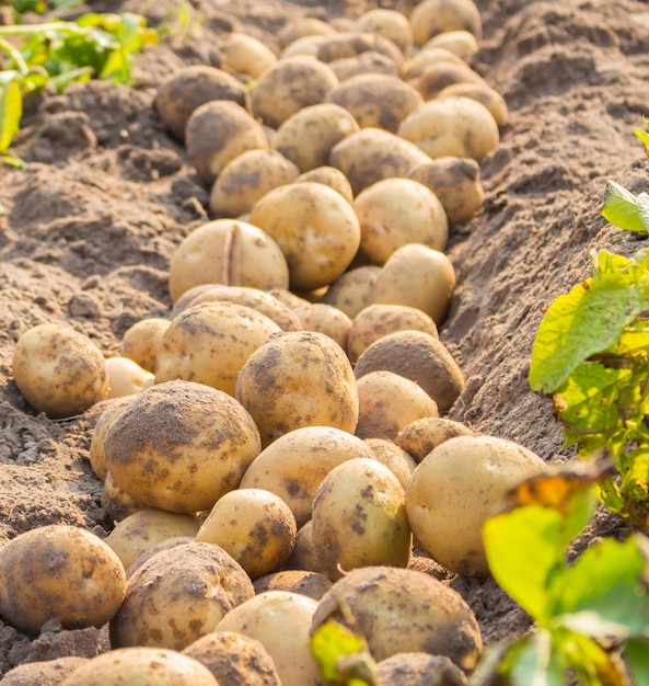 Primer plano de las piedras