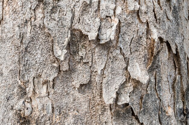 Primer plano de piel agrietada del tronco de fondo de textura de árbol