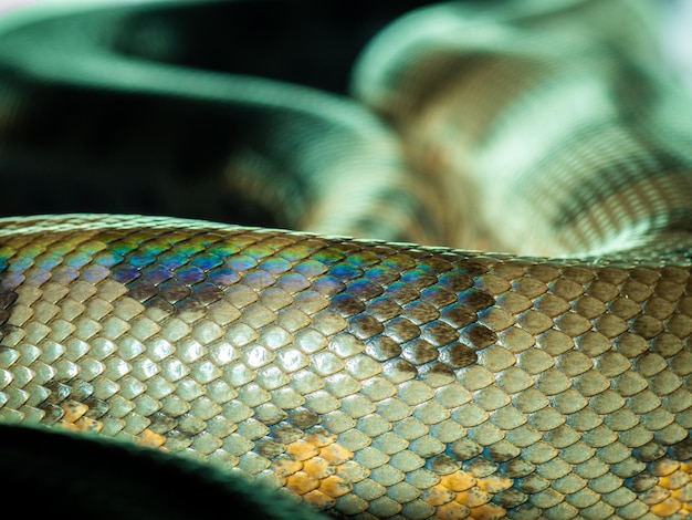 Foto un primer plano de la piel de una serpiente