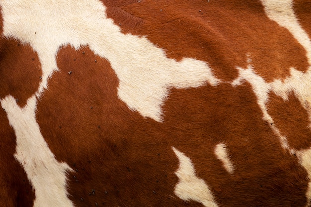 Foto primer plano de una piel de vaca. textura de vaca marrón