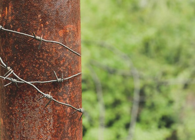Primer plano de un pilar sobre el que se extiende un alambre de púas con espinas afiladas sobre un fondo de vegetación creciente.