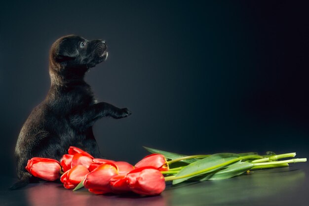 Foto primer plano de pimienta roja contra un fondo negro