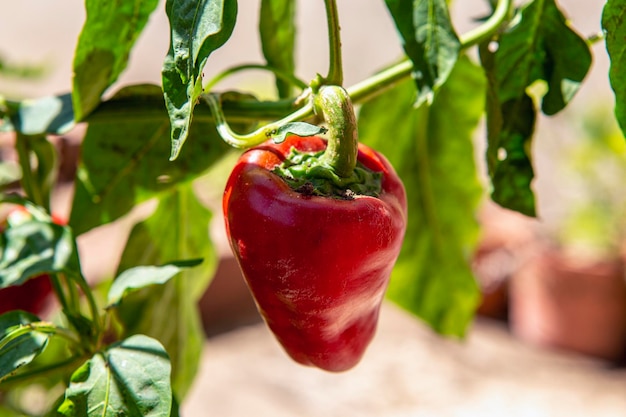 Primer plano de pimiento rojo colgando de la rama