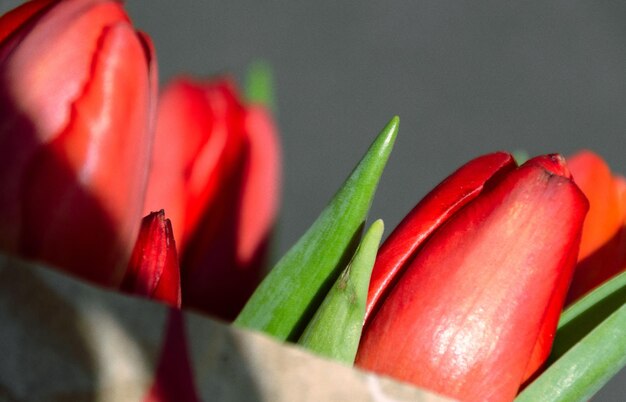 Foto primer plano de los pimientos rojos en la planta