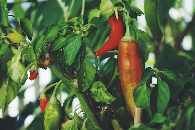 Primer plano de los pimientos rojos