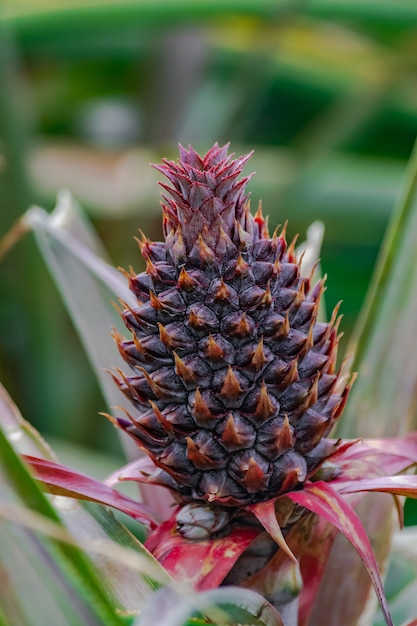 Primer plano de piña