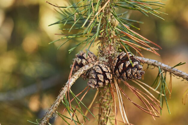 Primer plano de piñas que crecen en un pino en un bosque tranquilo contra un fondo borroso Detalles macro de piñas en armonía con la naturaleza texturas y formas salvajes tranquilas en bosques tranquilos zen