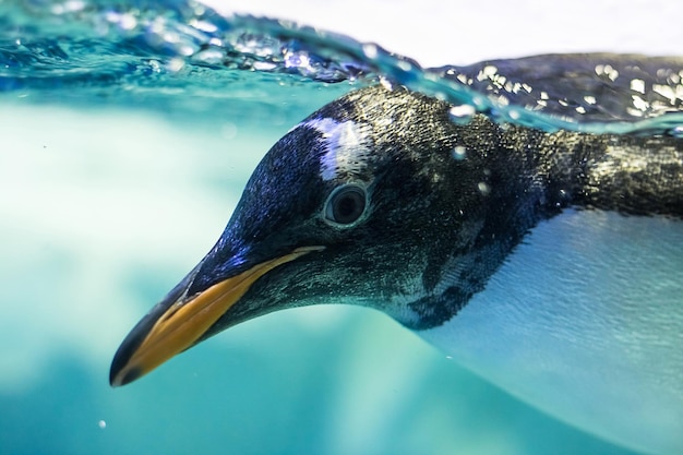 Primer plano de un pingüino nadando en el agua