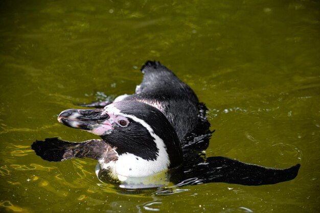 Foto primer plano de un pingüino nadando en el agua