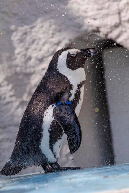 Primer plano de un pingüino de pie en el hielo