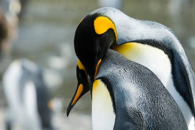 Primer plano de pingüino rey mirando a la cámara