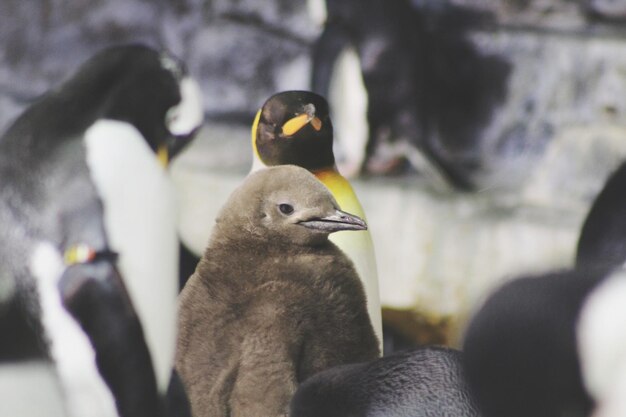 Un primer plano del pingüino