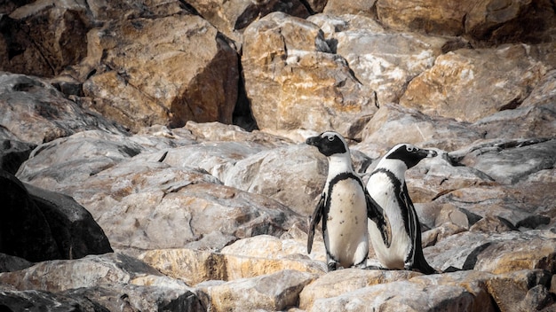 Primer plano de pingüinos africanos en una zona pedregosa en Sudáfrica