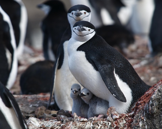 Primer plano de pingüinos de barbijo con pollitos