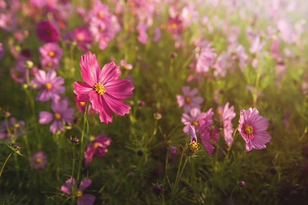 Primer plano de Pink Cosmos en el parque