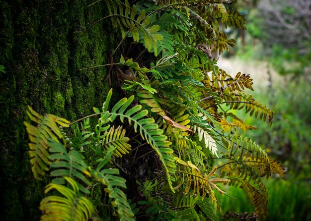 Foto primer plano de un pino en el bosque